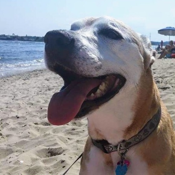 CUSTOM FRAMED PET PORTRAIT PAINTING - Picture 4 of 7